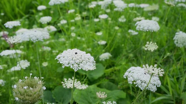 White Queen Anne&rsquo;s Lace Wildflowers Swaying in the Wind in a Summer Meadow