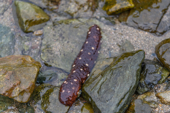 Close-up of a sea cucumber Holothuria with white spots resting on a rock in clear shallow water, Aegean Sea, Greece