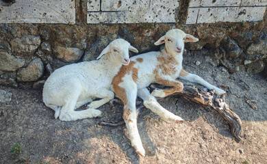 Two lambs rest side by side on the ground near a traditional stone wall. © Sukriadi