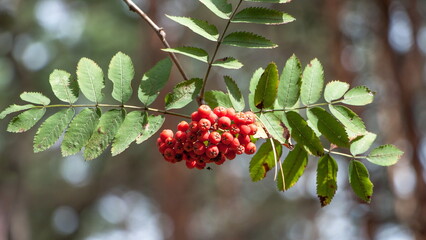 red berries on a tree © lazalnik