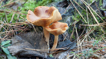 mushroom in the forest © lazalnik