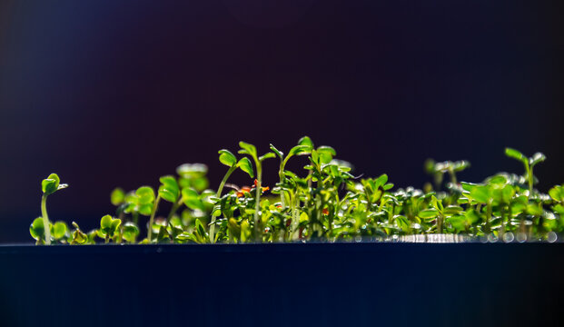 Fresh green alfalfa sprouts growing in container under bright sun with copy space on dark background for wellness concept