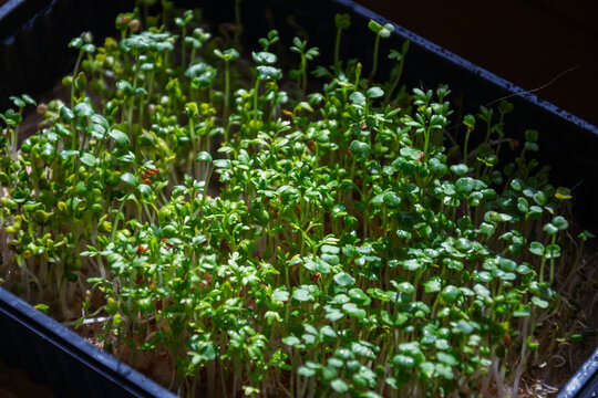 Fresh green garden cress microgreens growing densely in black plastic container on window sill for healthy nutrition