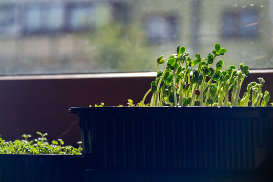 Young green microgreen sprouts growing in black plastic boxes on window sill on sunny day with copy space