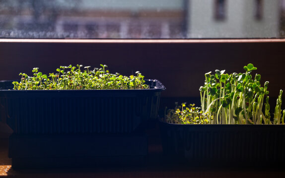 Two containers with green microgreen seedlings growing on wooden windowsill on sunny morning