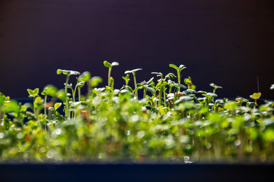 Fresh green microgreen cress sprouting in black container against dark wall on sunny day