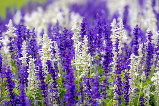 Selective focus of white and deep blue flowers Salvia farinacea with green leaves in the garden, Multicolour flowers plant of Victoria blue (Mealy Cup Sage) Natural floral pattern texture background.
