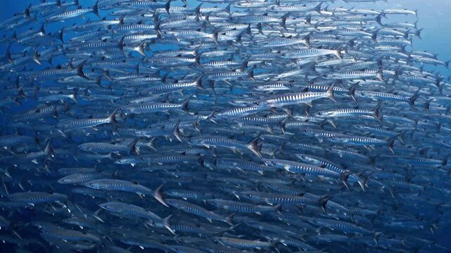 Large school of barracuda fish swimming in deep blue ocean water