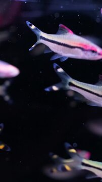Small fish swim gracefully through dark water. Red light glows softly behind them.
