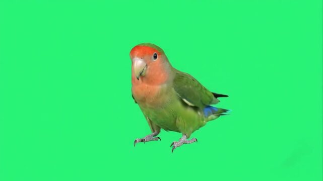 Lovebird on green screen background.