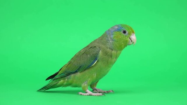 Lovebird on green screen background.