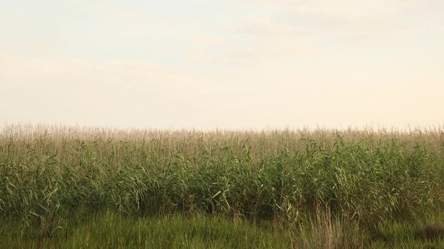 tall reed and pale sunset sky, Stanford, South Africa