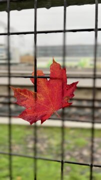 Maple Leaf in a Fence With a Train Passing Behind in Helsinki