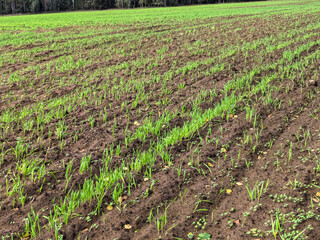Close up of young green cereal sprouts growing in dark fertile soil on a farm. © Vertstyle