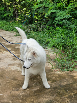 white dog in the park