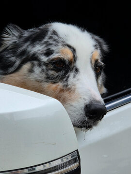 A merle-coated dog with white, black, and tan fur sits in a car and gazes out the open window.