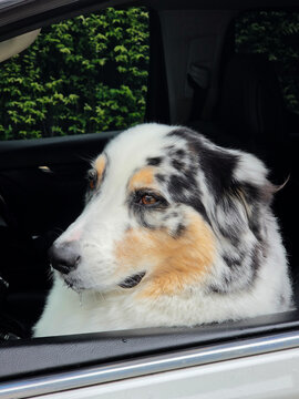 A merle-coated dog with white, black, and tan fur sits in a car and gazes out the open window.