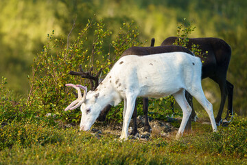 Reindeers, Rangifer tarandus © Mats