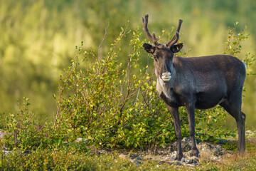 Reindeers, Rangifer tarandus © Mats