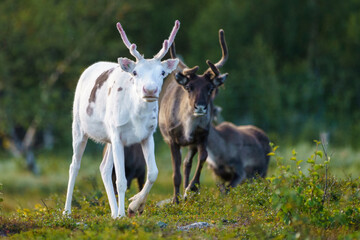 Reindeers, Rangifer tarandus © Mats