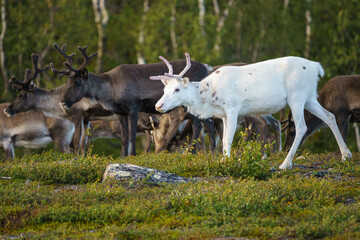 Reindeers, Rangifer tarandus © Mats