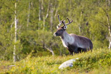 Reindeers, Rangifer tarandus © Mats