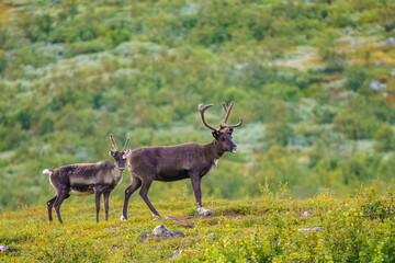Reindeers, Rangifer tarandus © Mats