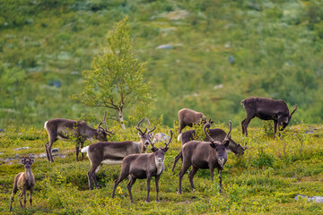 Reindeers, Rangifer tarandus © Mats