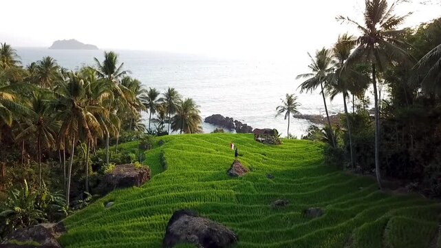 Aerial drone footage Merah putih flag and lush green rice terraces, coconut palms, and ocean view near Rajaan Beach in Trenggalek, East Java, Indonesia