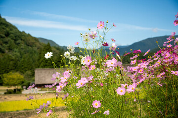 世界遺産、白川郷合掌集落の秋、コスモスと合掌造り © Hiro074