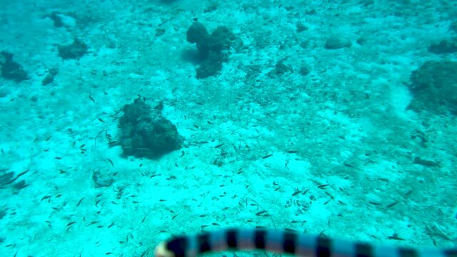 A venomous blue-lipped sea krait (Laticauda laticaudata), also known as the ringed sea krait, swimming among colorful corals and tropical fish in clear blue tropical waters.