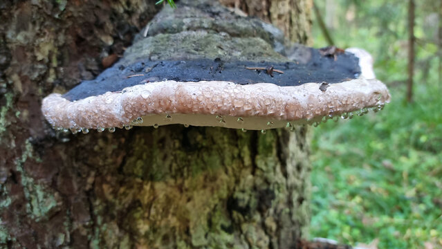 Fomitopsis pinicola (red-belted conk) mushrooms growing on a tree in the forest. A young "weeping" bracket fungus. Droplets on the fungus. Selective focus.