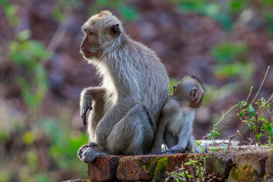 A monkey and its offspring are in the national park