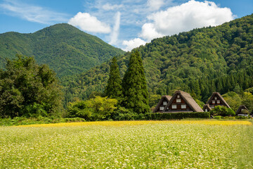 世界遺産、白川郷合掌集落の秋、三つ子合掌と稲穂 © Hiro074