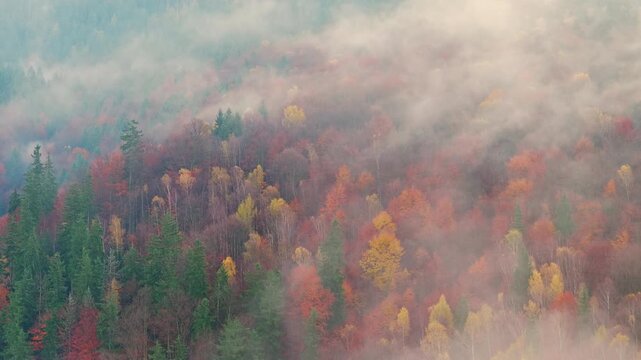 Beautiful mountain landscape in fall with colorful trees and white fog , aerial view . Misty forest