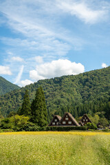Obraz premium 世界遺産、白川郷合掌集落の秋、三つ子合掌と稲穂