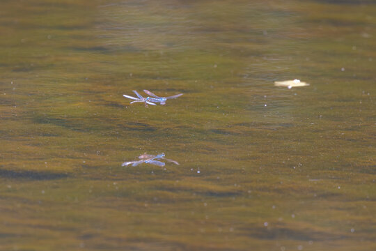 Pair of common blue Damselflies mating whilst flying over a pond.