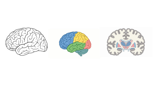 Human Cerebrum Anatomy Vector Illustration with Simple Outline, Filled and Cross-Section Views, Detailed Cerebral Hemispheres and Cortex Structure for Medical Education and Healthcare Design