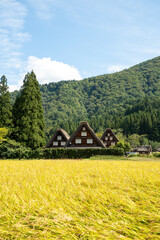 世界遺産、白川郷合掌集落の秋、三つ子合掌と稲穂 © Hiro074