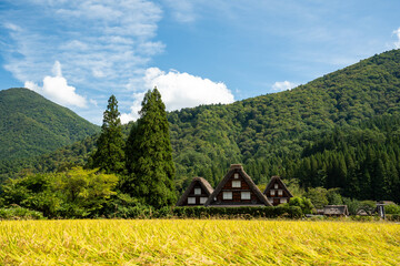 世界遺産、白川郷合掌集落の秋、三つ子合掌と稲穂 © Hiro074