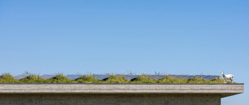 Solarpunk Green Roof with Solar Panels Wildflowers and Goat Under Clear Sky