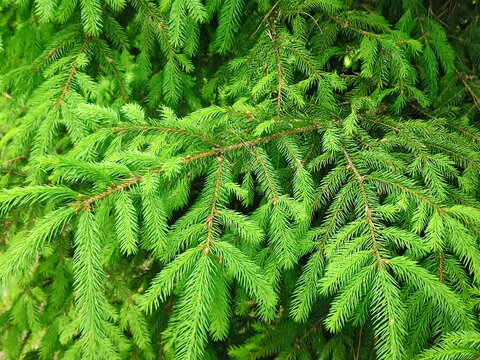 Fresh green spruce branches texture macro background for Christmas holiday design and environmental nature concept