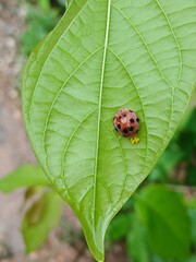 Phytophagous ladybug beetle ovipositing a cluster of small yellow eggs under sunlight on a wet green leaf, close-up insect reproduction lifecycle. © Sky Sea & Soul 