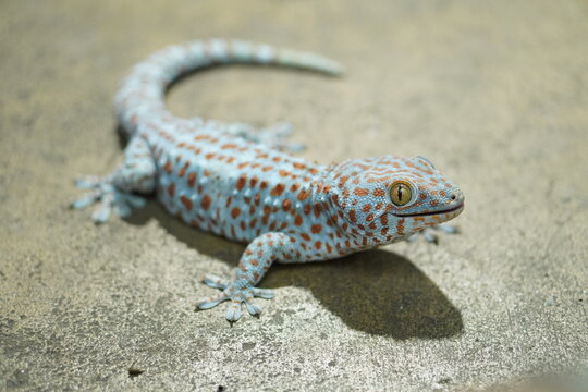Bule skin orange dot gecko