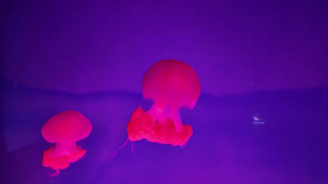 Two glowing pink jellyfish floating in a purple ocean.