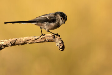 Long-tailed tit with the first light of sunrise in a Mediterranean forest in early autumn © Jesus