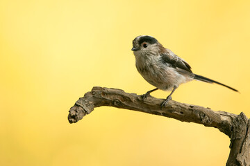 Long-tailed tit with the first light of sunrise in a Mediterranean forest in early autumn © Jesus