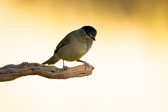 Common whitethroat with the first light of sunrise in a Mediterranean forest in early autumn