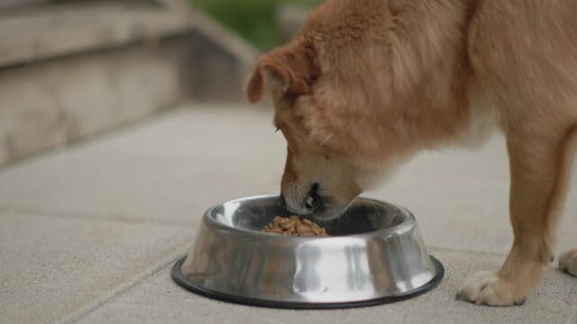 Dog Eating Kibble from a Bowl
