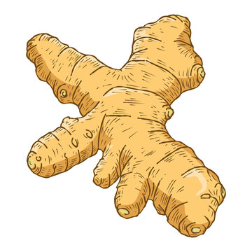 Handdrawn Ginger Root Illustration